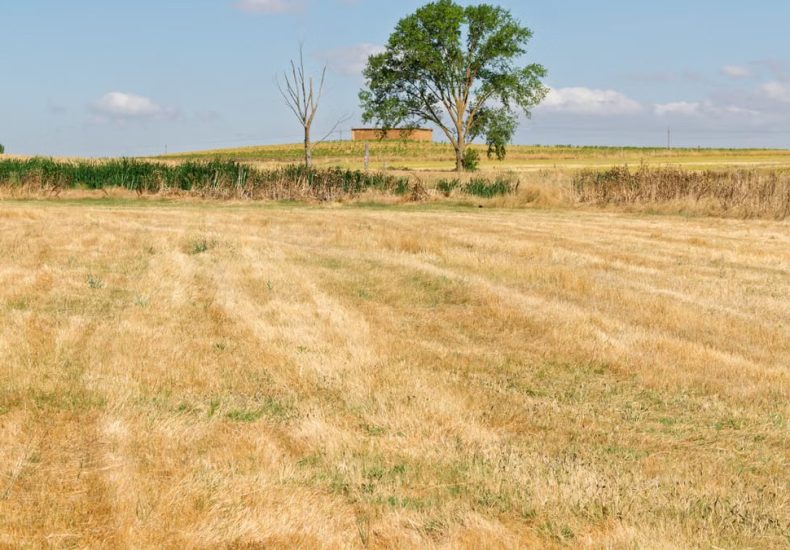 Expansive sunny field in La Unión de Campos, capturing the serene rural landscape.